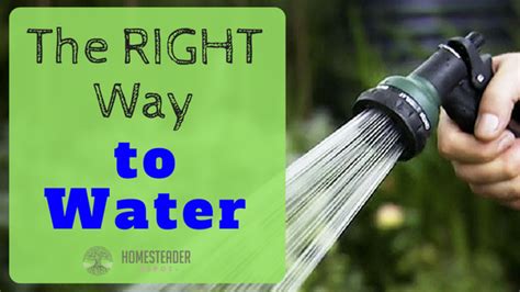 The Right Way To Water Your Plants Homesteader Depothomesteader Depot