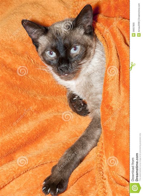 Cat Covered With A Blanket Stock Image Image Of Studio 36657805