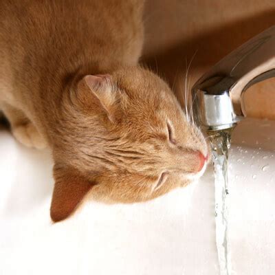 Wandering, excessive meowing, apparent disorientation, and avoidance of social interaction. Drinking: increased water intake in cats