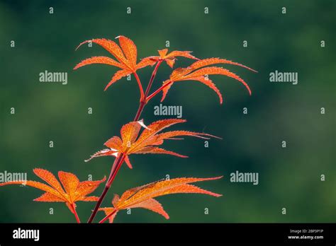 Summer Or Autumn Foliage Japanese Red Maple Tree Leaves Acer