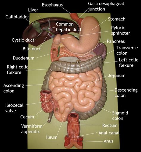 Labeled Human Torso Model Diagram Large Intestine Model Labeled