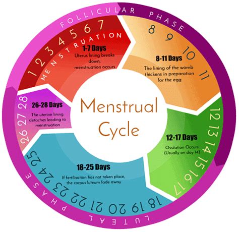 Menstrual Cycle Introduction Duration And Phases Biology Class