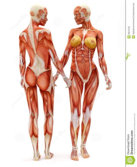 Human Anatomy Female Human Muscle Anatomy Human Anatomy Drawing
