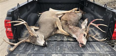 Publics Help Sought In Deer Poaching Case Local News
