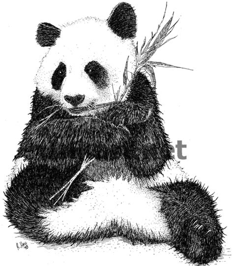 Giant Panda Ailuropoda Melanoleuca Line Art And Full Color