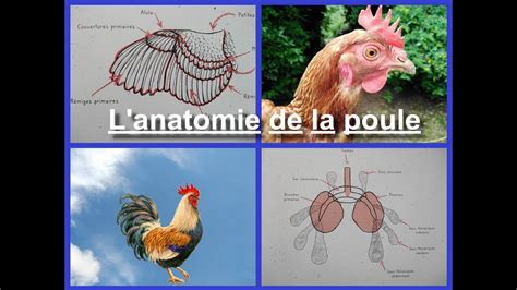 L Anatomie De La Poule Mes Poules Et Moi YouTube