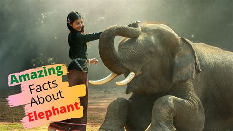 Top 25 Amazing Facts About Elephants Youtube
