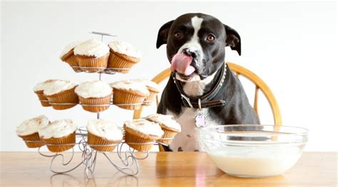 Top 16 Are Muffins Bad For Dogs Lastest Updates 082022