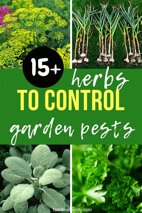 How do you kill ants in vegetable garden? 15 Plant Herbs to Control Vegetable Garden Pests ...