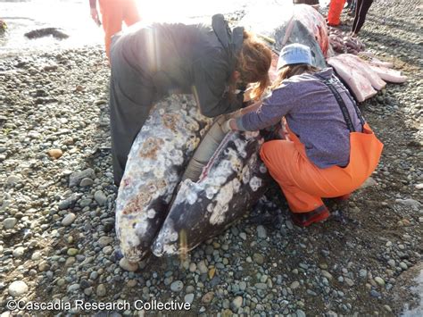 Examination Of Dead Gray Whale In Longbranch Reveals Malnutrition And