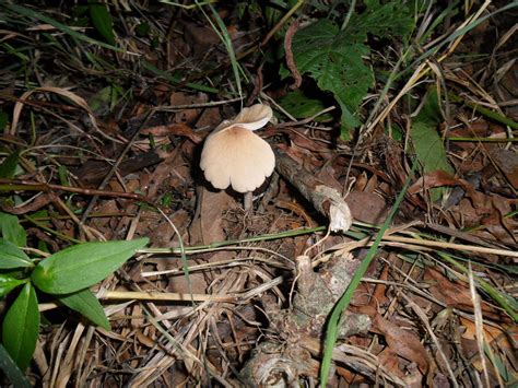Id Request Georgia Mushroom Hunting And Identification Shroomery