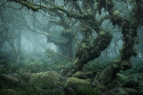 So Mossy So Foggy Forest Photos Magical Forest Mossy Tree