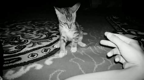 kucing tangkap tikus togel