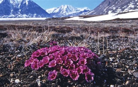 What Flowers Grow In The Arctic Tundra Best Flower Site