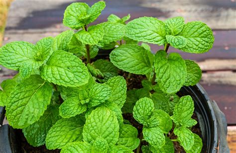 Home Garden Apple Mint For Indoor And Balcony Cultivation