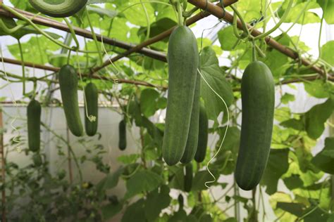 How To Grow Cucumbers Vertically In An Effective Way Garden
