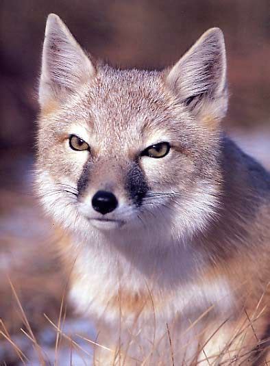 Swift Fox Vulpes Velox Are Found In Manitoba Saskatchewan And