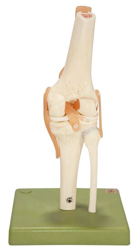 Somso Functional Model Of The Knee Joint