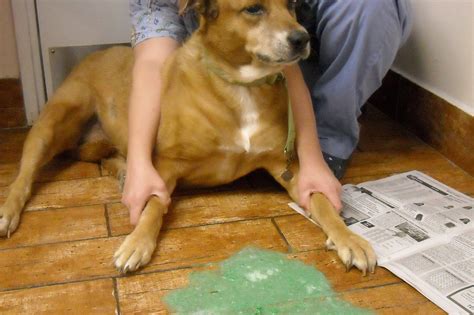 Dog First Aid When And How To Help Your Dog Throw Up Zuki