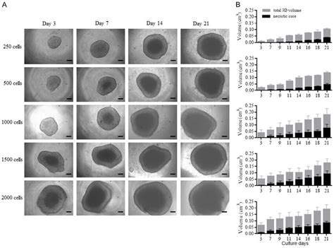 Culture Of Lncap Luc Spheroids A Profile Of Spheroid Formation Over