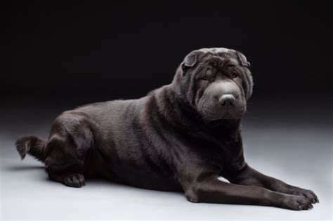The 21 Colors Of The Shar Pei Explained With Pictures