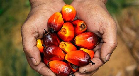 More Facts About Sustainable Palm Oil Sweetannu