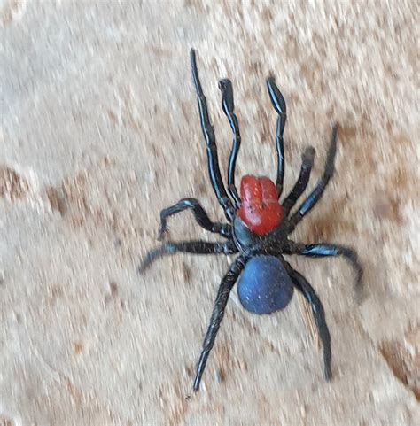 Red Headed Mouse Spider On The Run • Flinders Ranges Field Naturalists