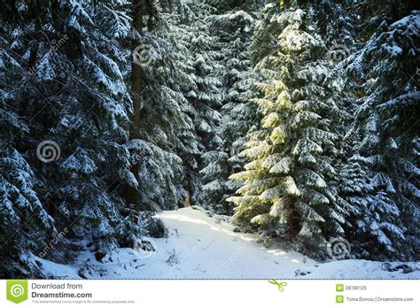 41 Winter Pine Trees Wallpaper