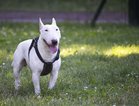 White Bull Terrier Miniature Stock Photo Image Of Adorable Friend