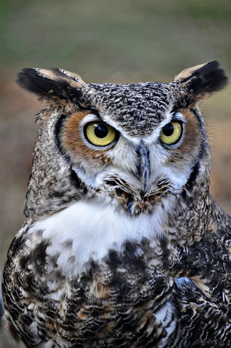 Great horned owls are sort of famous for being 'cannibals' and eating other owls, but snowy owls are quite large for owls, and they are in fact larger than great horned owls. Great Horned Owl - Wilder Good