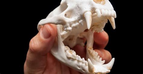 Badger Teeth Everything You Need To Know A Z Animals