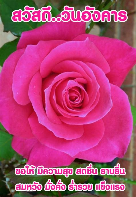 roses hello plants flowers pink rose plant royal icing flowers flower