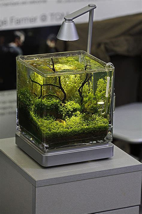 20 Most Creative Aquariums With Tiny Ideas Homemydesign