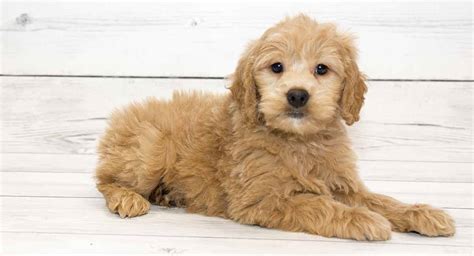 Golden Retriever Mixed With Poodle Puppy