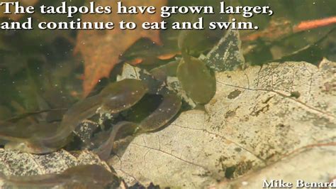 Wood Frog Life Cycle Mating Tadpoles Metamorphosis Youtube