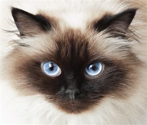 50 Very Beautiful Himalayan Cat Pictures And Images
