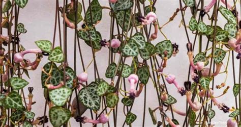 Ceropegia Varieties Types Of Rosary Vines To Grow And Collect