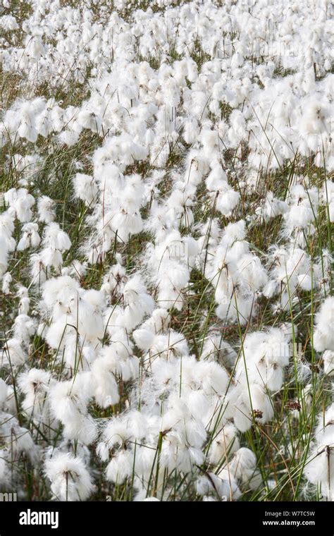 Cotton Grass Eriophorum Angustifolium With Seed Heads Hallam Moor