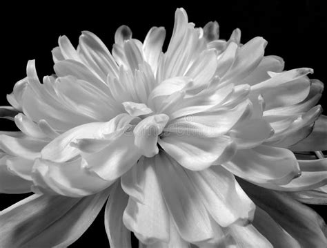 Chrysanthemum Stock Image Image Of Robustly Black Nature 45704523
