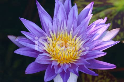 Solitary Flower Stock Photo Royalty Free Freeimages