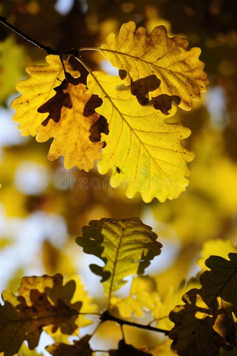 Kleurrijk Autumn Leaves Stock Afbeelding Afbeelding Bestaande Uit
