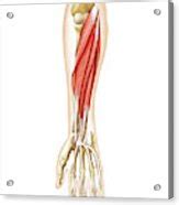Muscles Of Forearm Acrylic Print By Asklepios Medical Atlas