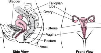 Itu memengaruhi akan mudah atau tidaknya robekan. Kliping tentang Perempuan: Anatomi Organ Reproduksi ...