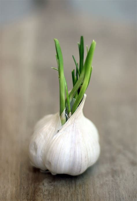 Sprouting Garlic Indoors — Bob S Market And Greenhouses