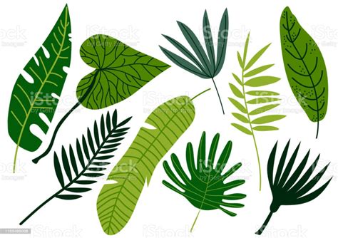 熱帯の葉セット、エキゾチックなジャングルグリーンヤシの木は白い背景にベクトルのイラストを残します。 熱帯の葉 イラストレーション イラスト