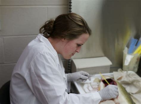 Aquatic Animal Health As Career Path For Dvms College Of Veterinary