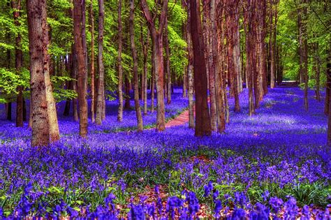 Bluebell Woods Ashridge In 2020 Forests In England Nature Green