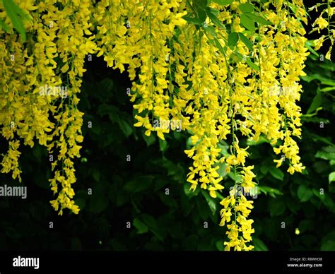 Bright Yellow Laburnum Flowers Hanging From A Tree Branch In Spring