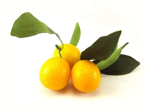 A kumquat tree can provide you with delicious citrus fruit, a beautiful medley of dark green and bright orange a kumquat (citrus japonica) is a flowering broadleaf fruit tree that produces a tart, orange. How to Prune Kumquat Trees | Hunker