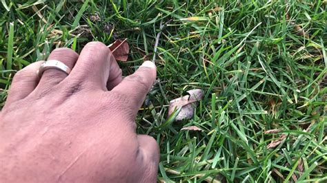 Why is my garden turning yellow. Winter Update: Why is my lawn turning yellow - YouTube